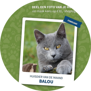 Huisdier van de maand februari: Balou