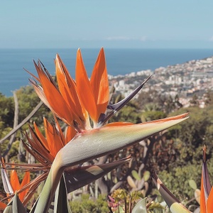 Mooiste bezienswaardigheden op Madeira 🇵🇹